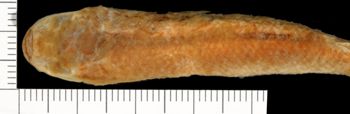 Media type: image;   Ichthyology 99089 Aspect: detail (predorsal)